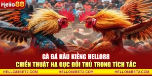 Đá gà Hello88 - Giải trí đỉnh cao với tỷ lệ thưởng hấp dẫn - ZIBET