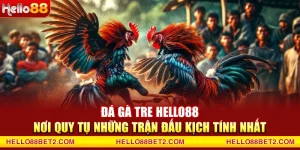 Đá gà Hello88 - Giải trí đỉnh cao với tỷ lệ thưởng hấp dẫn - ZIBET