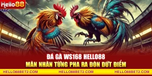 Đá gà Hello88 - Giải trí đỉnh cao với tỷ lệ thưởng hấp dẫn - ZIBET