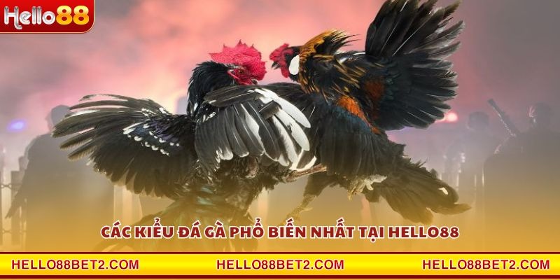 Đá gà Hello88 - Giải trí đỉnh cao với tỷ lệ thưởng hấp dẫn - ZIBET