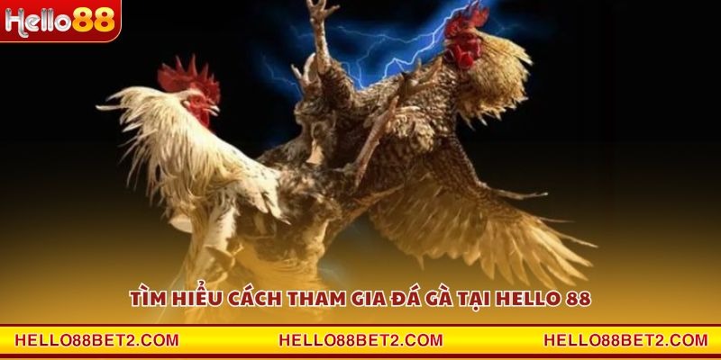 Đá gà Hello88 - Giải trí đỉnh cao với tỷ lệ thưởng hấp dẫn - ZIBET