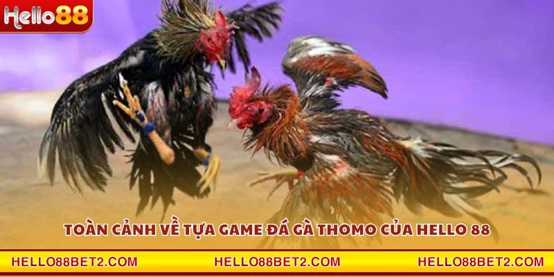 Đá gà Thomo Hello88 - Sân chơi đẳng cấp cho dân mê gà chiến - ZIBET