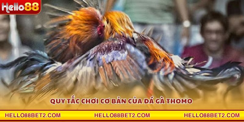 Đá gà Thomo Hello88 - Sân chơi đẳng cấp cho dân mê gà chiến - ZIBET