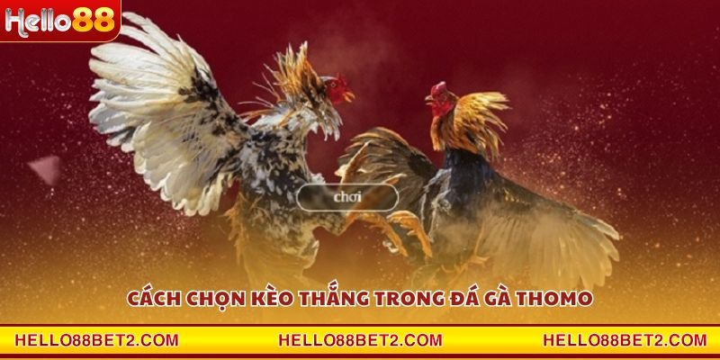 Đá gà Thomo Hello88 - Sân chơi đẳng cấp cho dân mê gà chiến - ZIBET