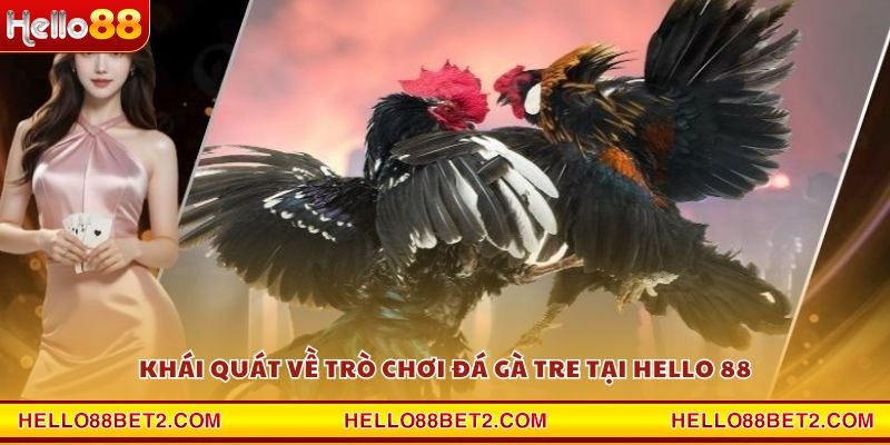 Đá gà Tre Hello88 - Nơi quy tụ những trận đấu kịch tính nhất - ZIBET