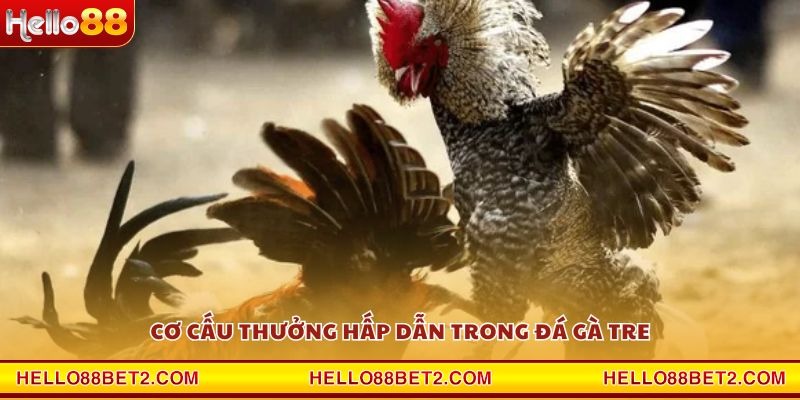 Đá gà Tre Hello88 - Nơi quy tụ những trận đấu kịch tính nhất - ZIBET