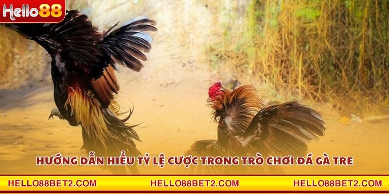 Đá gà Tre Hello88 - Nơi quy tụ những trận đấu kịch tính nhất - ZIBET