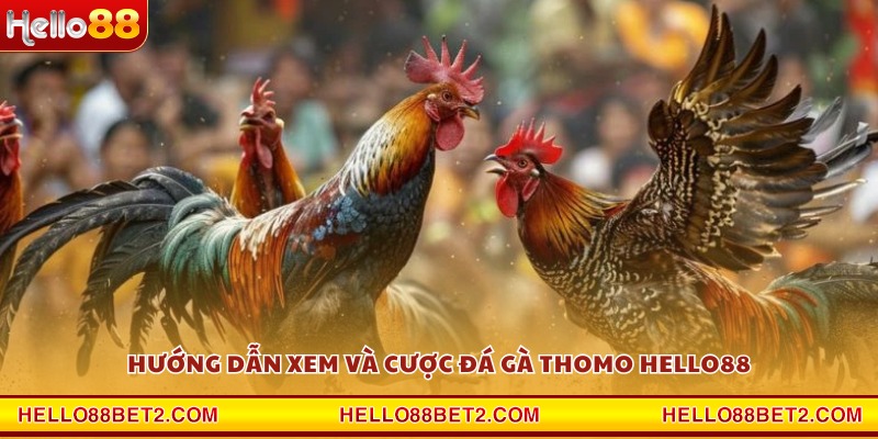 Đá gà trường Thomo Hello88 - Cảm giác chân thực từng pha đấu - Hello88 - ZIBET