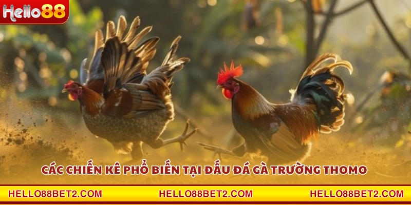 Đá gà trường Thomo Hello88 - Cảm giác chân thực từng pha đấu - Hello88 - ZIBET