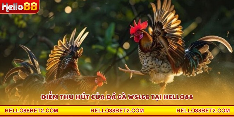 Đá gà WS168 Hello88 - Mãn nhãn từng pha ra đòn dứt điểm - ZIBET