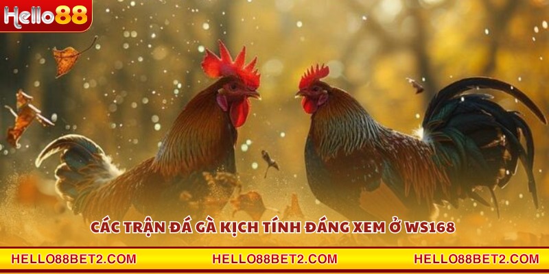 Đá gà WS168 Hello88 - Mãn nhãn từng pha ra đòn dứt điểm - ZIBET