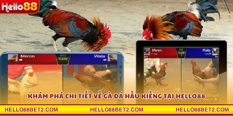 Gà đá hầu kiềng Hello88 - Chiến thuật hạ gục đối thủ trong tích tắc - ZIBET