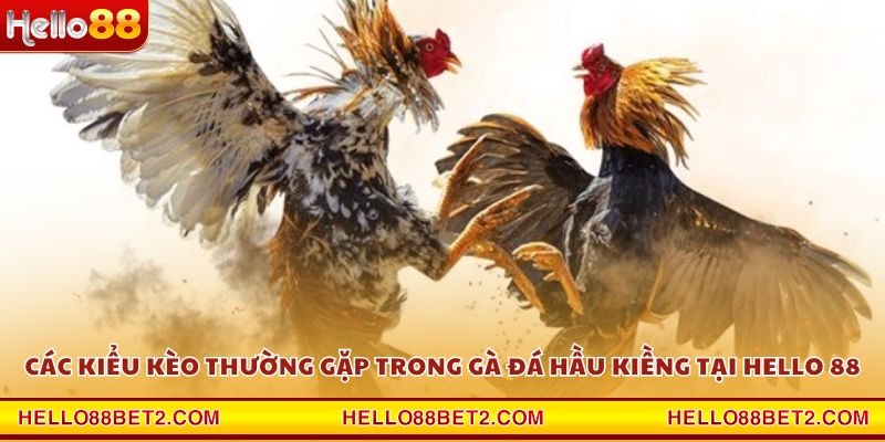 Gà đá hầu kiềng Hello88 - Chiến thuật hạ gục đối thủ trong tích tắc - ZIBET