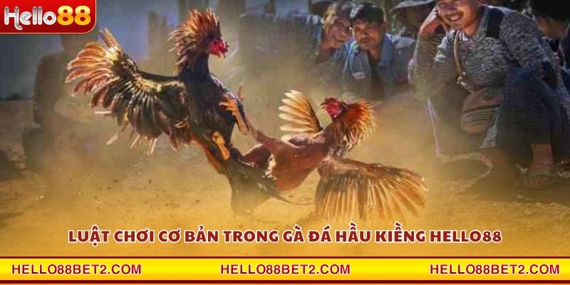 Gà đá hầu kiềng Hello88 - Chiến thuật hạ gục đối thủ trong tích tắc - ZIBET